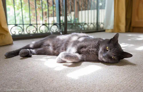 Melville Cat in bedroom
