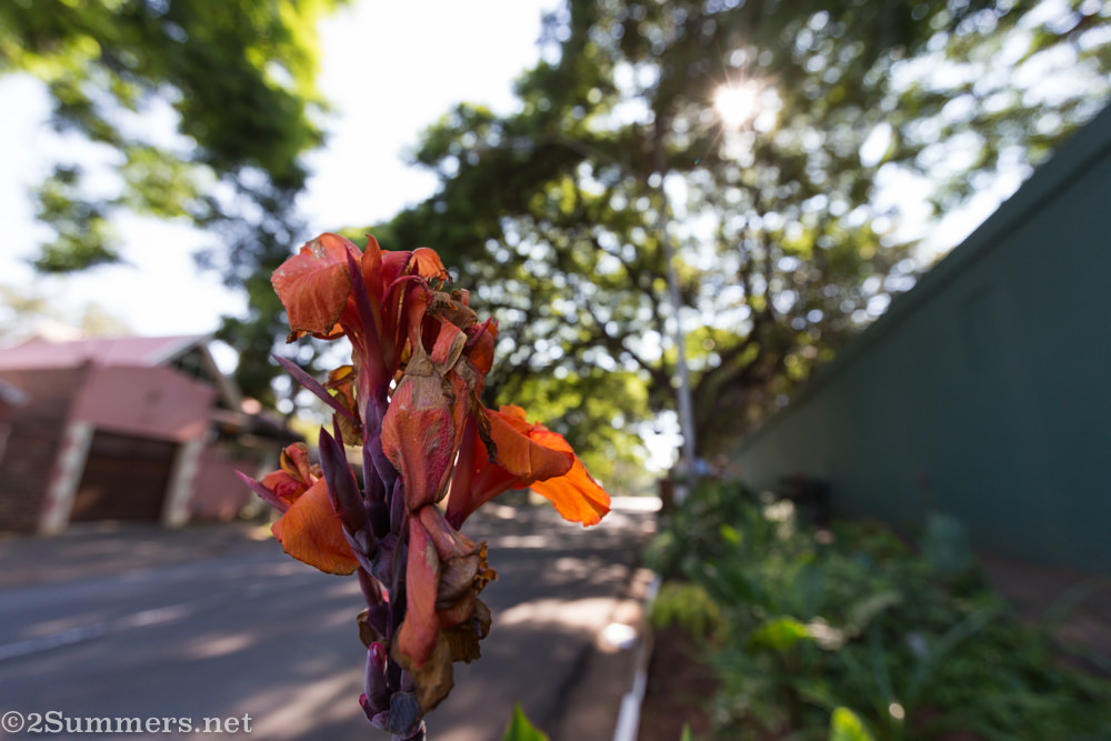 Flower in garden