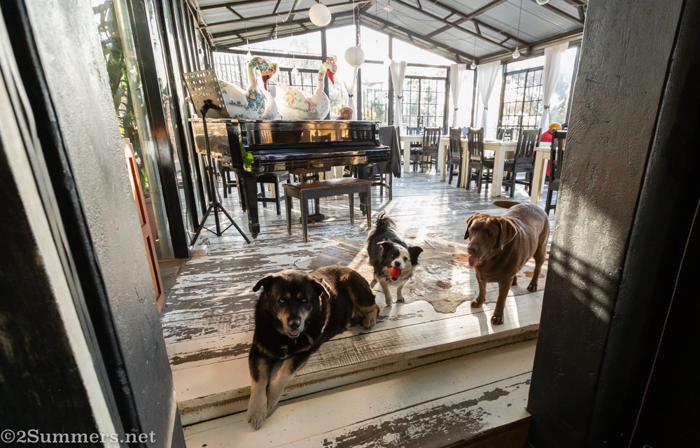 Dogs at Zietsies