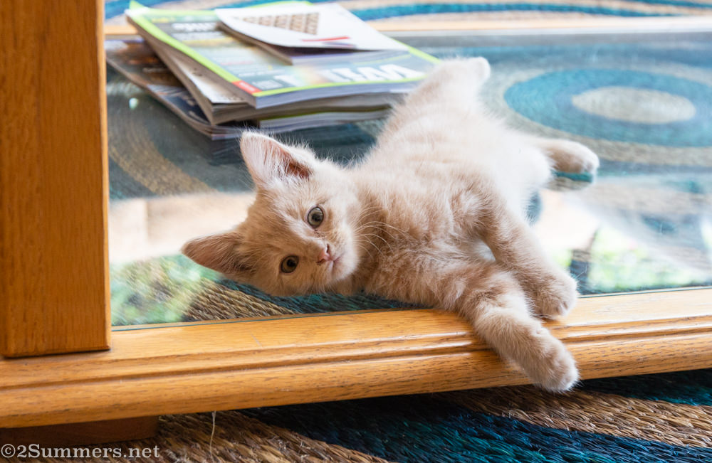 Trixie the kitten