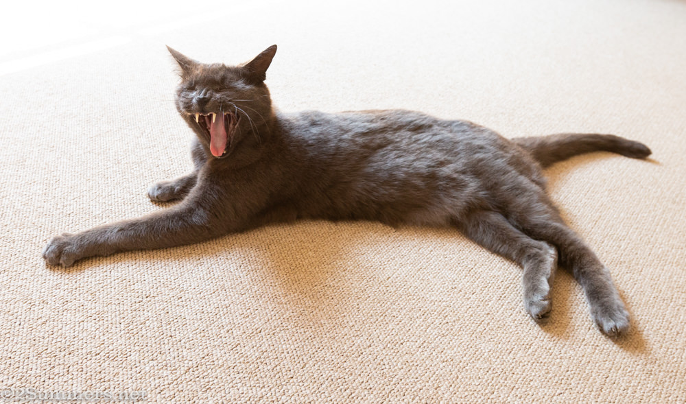 Smokey laughing