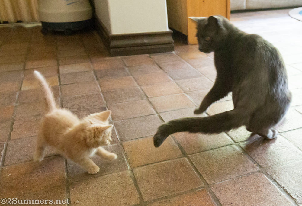 Smokey swats Trixie