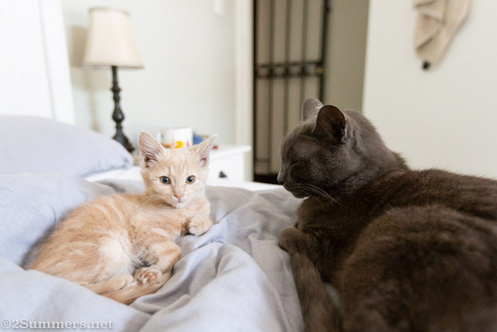 Cats on bed