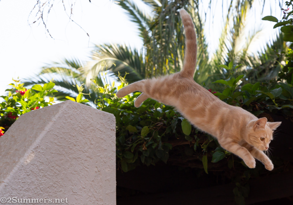 Trixie leaping