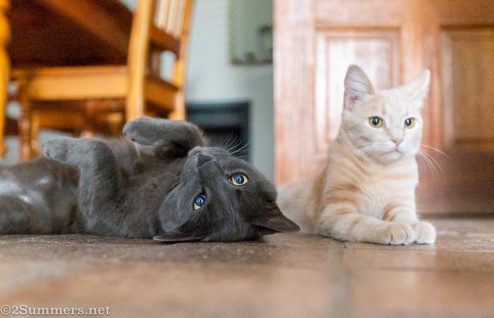 Melville Cat rolling over with the Melville Kitten.
