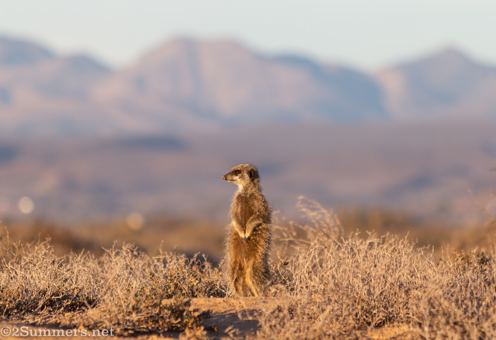 First meerkat emerges.