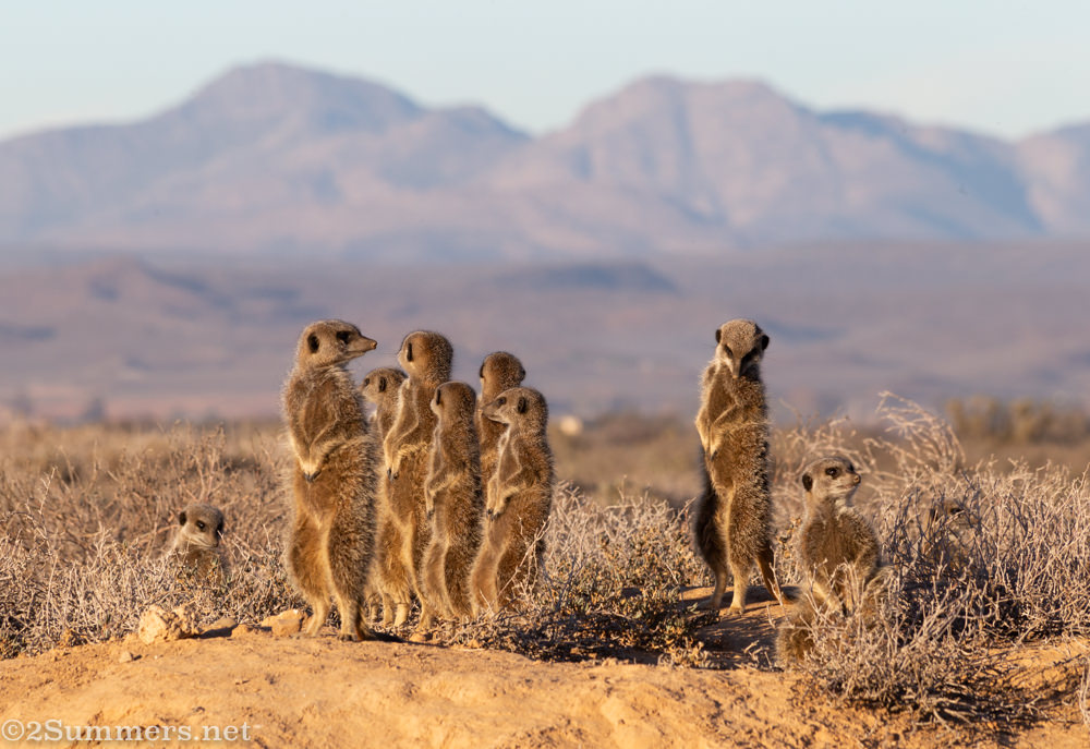 Meerkats in the morning