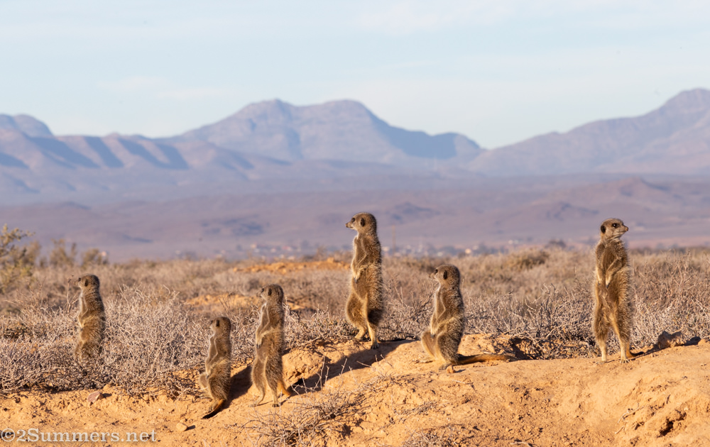 Panoramic meerkats.