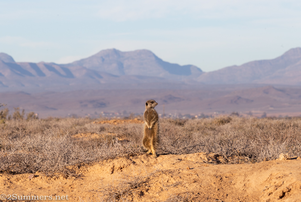 Sentinel meerkat again.