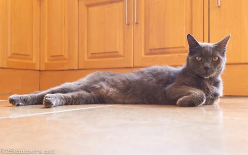 The Melville Cat
