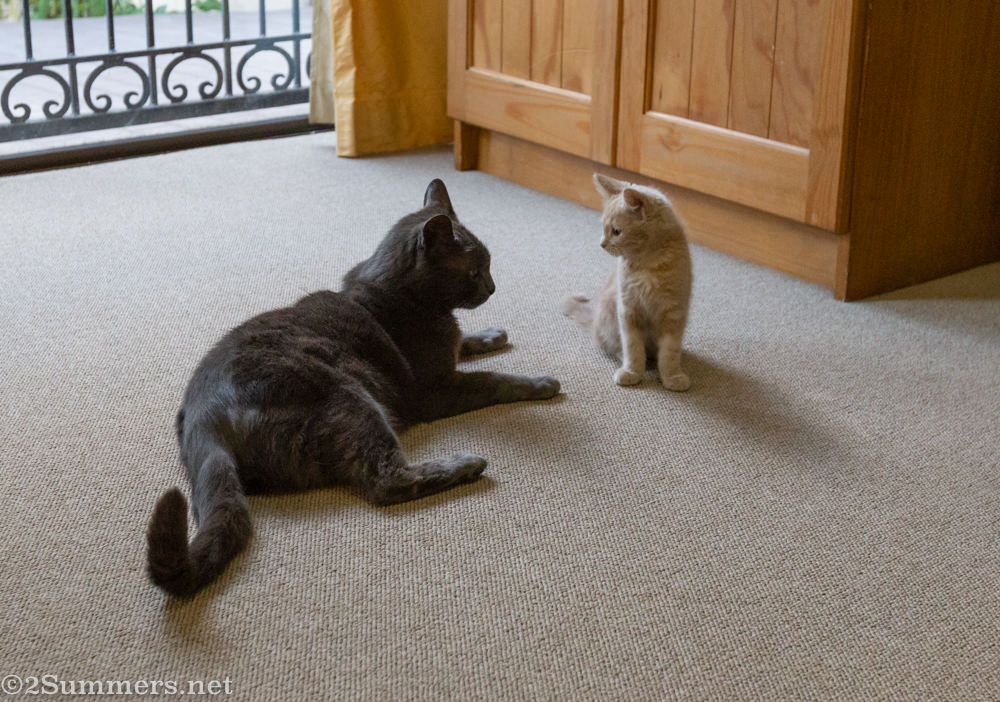 Smokey and Trixie