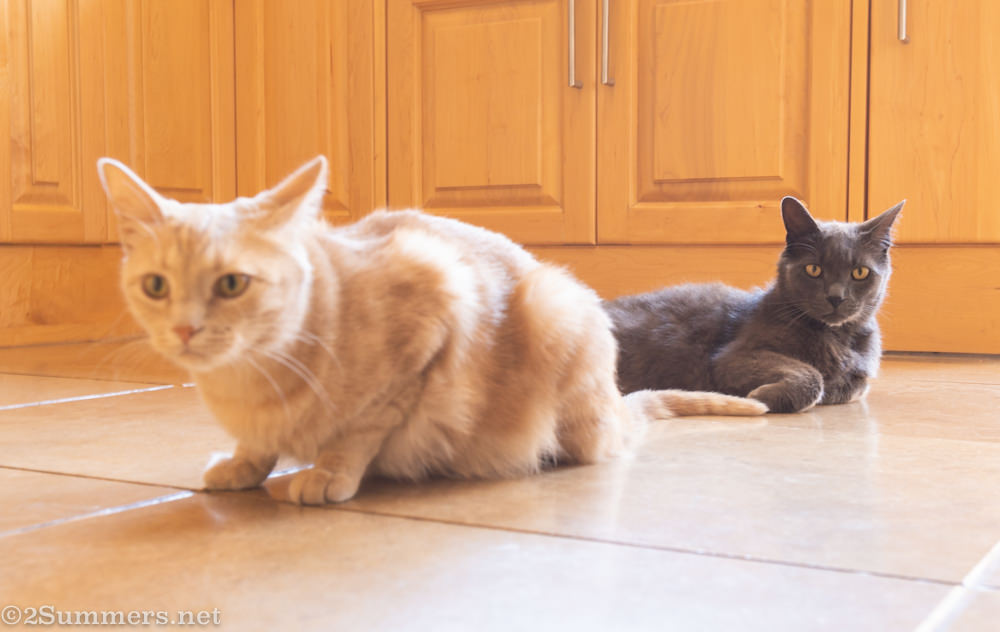 The Melville Cats