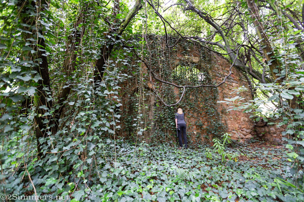 Ivy-covered wall at 3 Rose Rd
