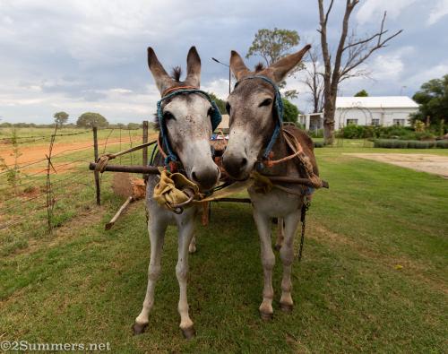 Donkeys in Kameel
