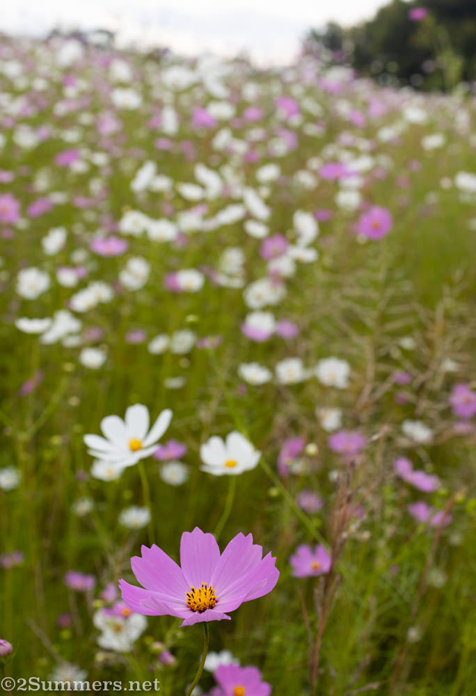 Cosmos