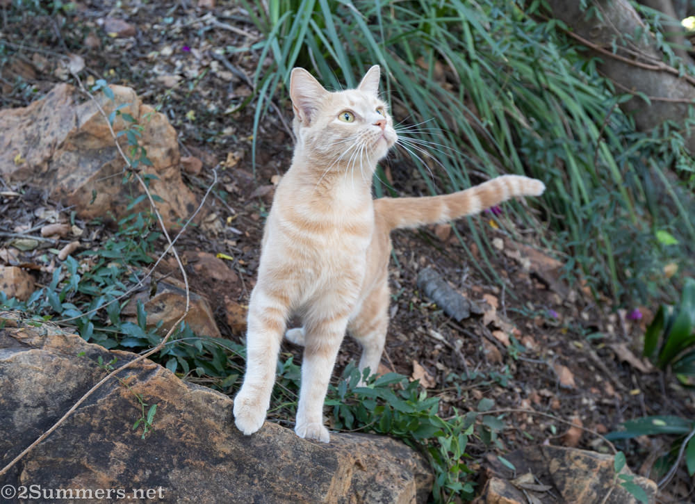 Trixie the cat