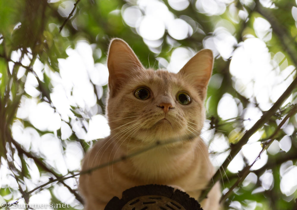 Trixie in the trees