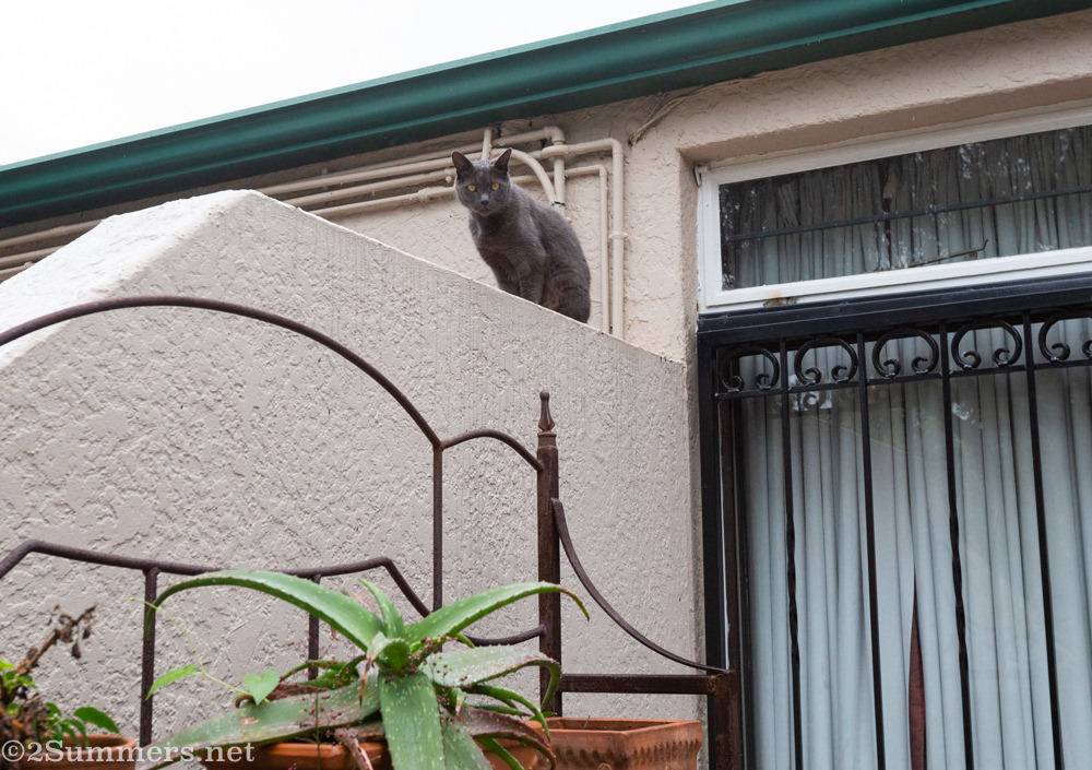 The Melville Cat