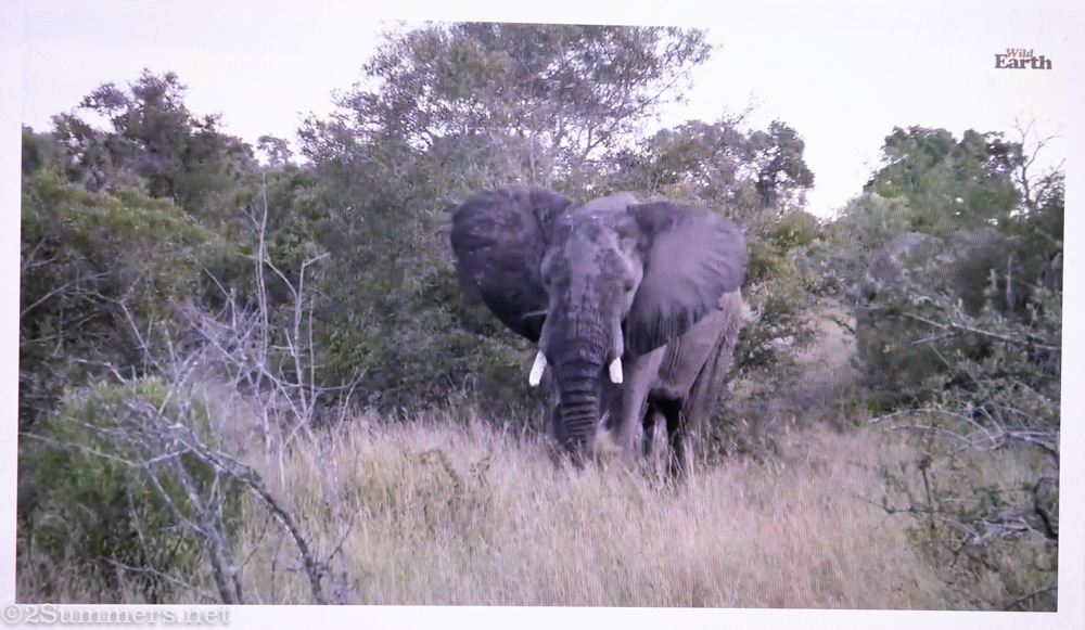 Elephant on YouTube
