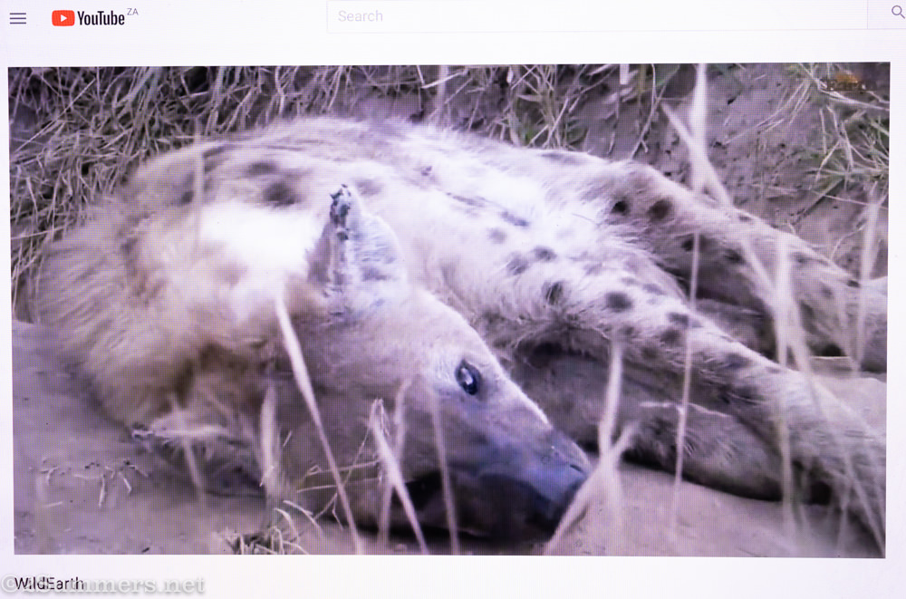 Ribbon the hyena
