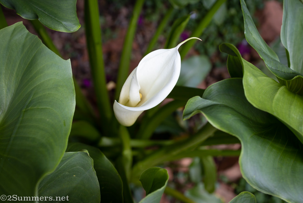 Lily in the garden