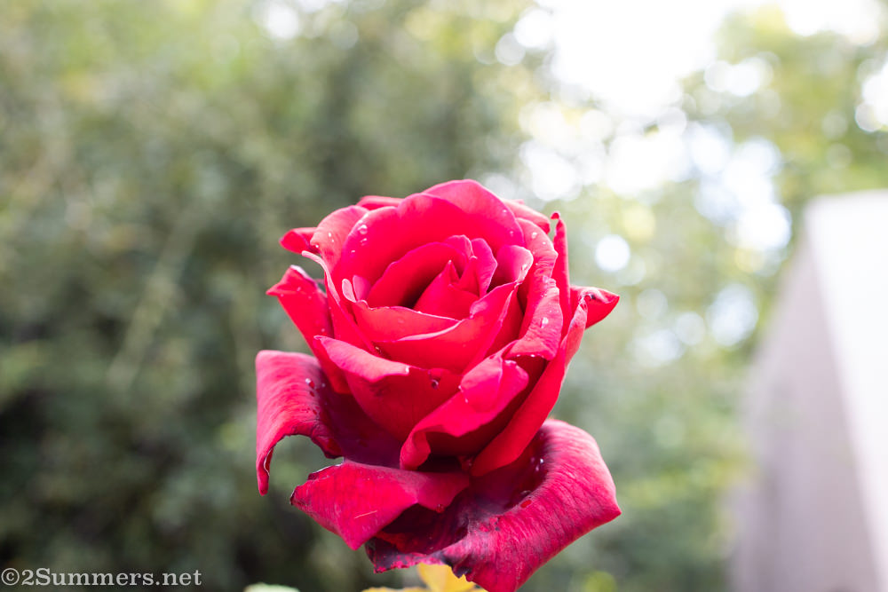 Rose in the garden