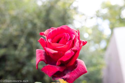 Rose in garden