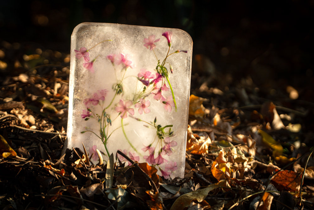 Ice flowers