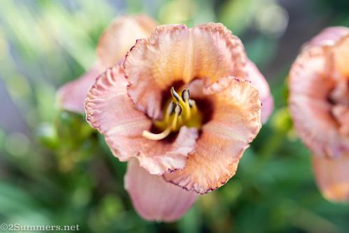 Lily in garden