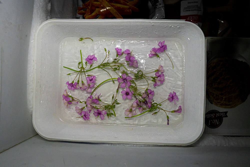 Frozen flowers