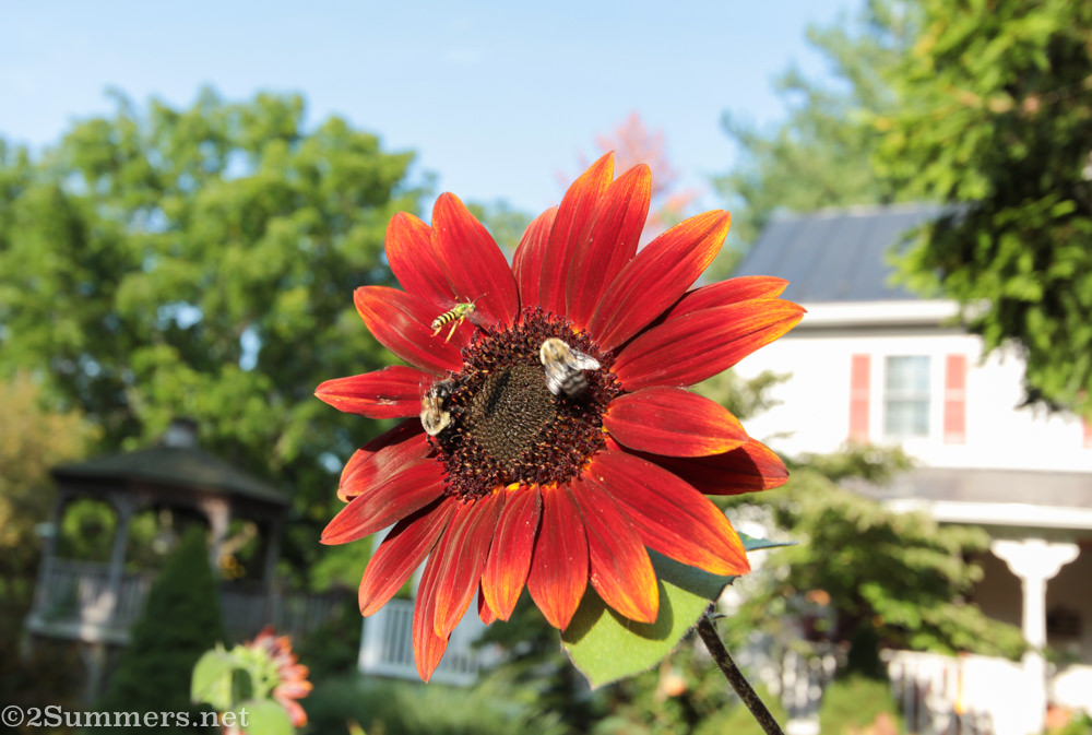 Flower with bees