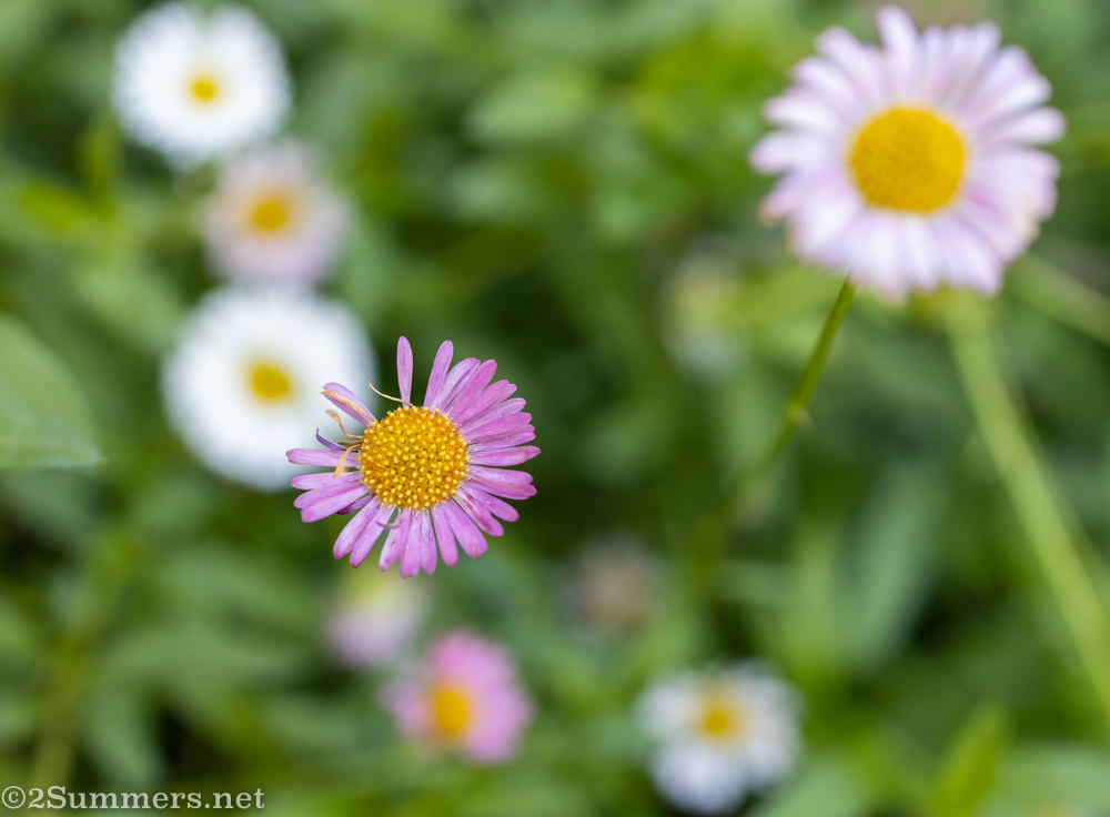 Another flower