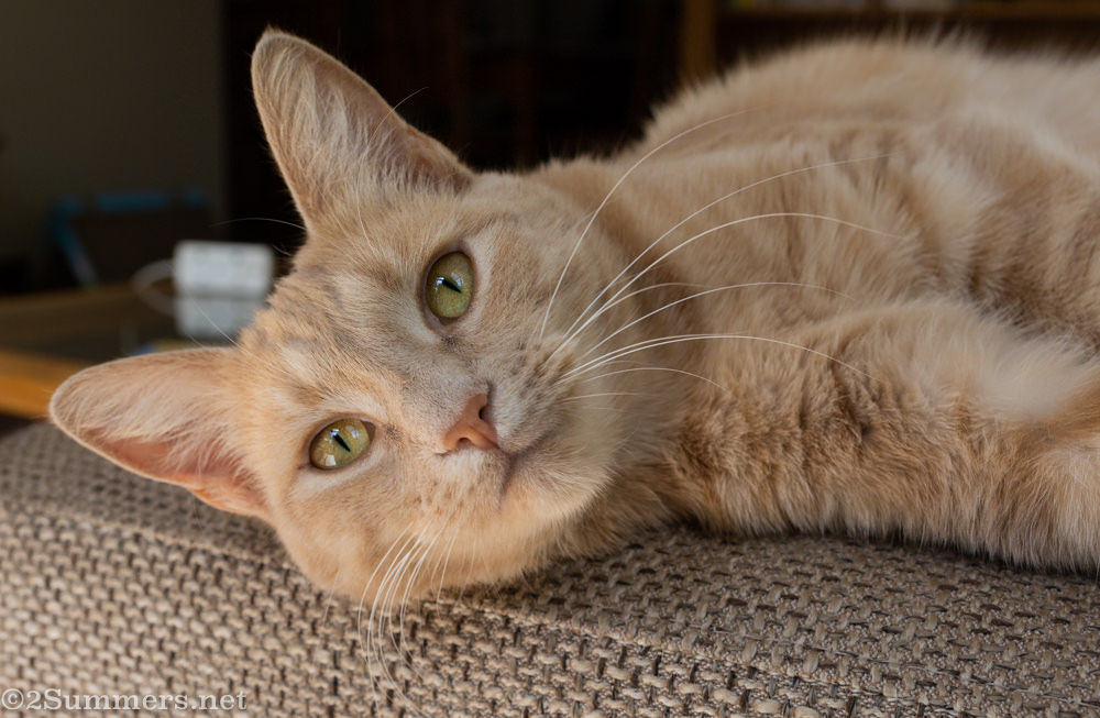 Trixie on the couch