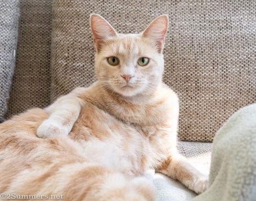 Trixie the cat