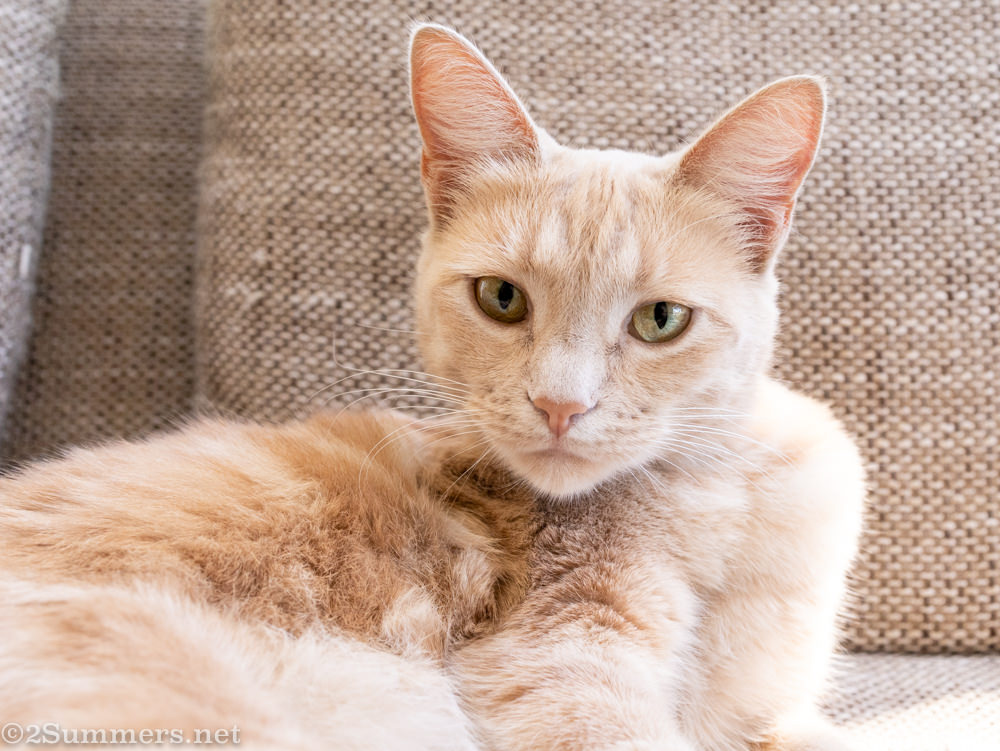 Trixie the cat