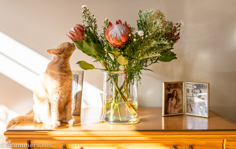 Trixie with flowers