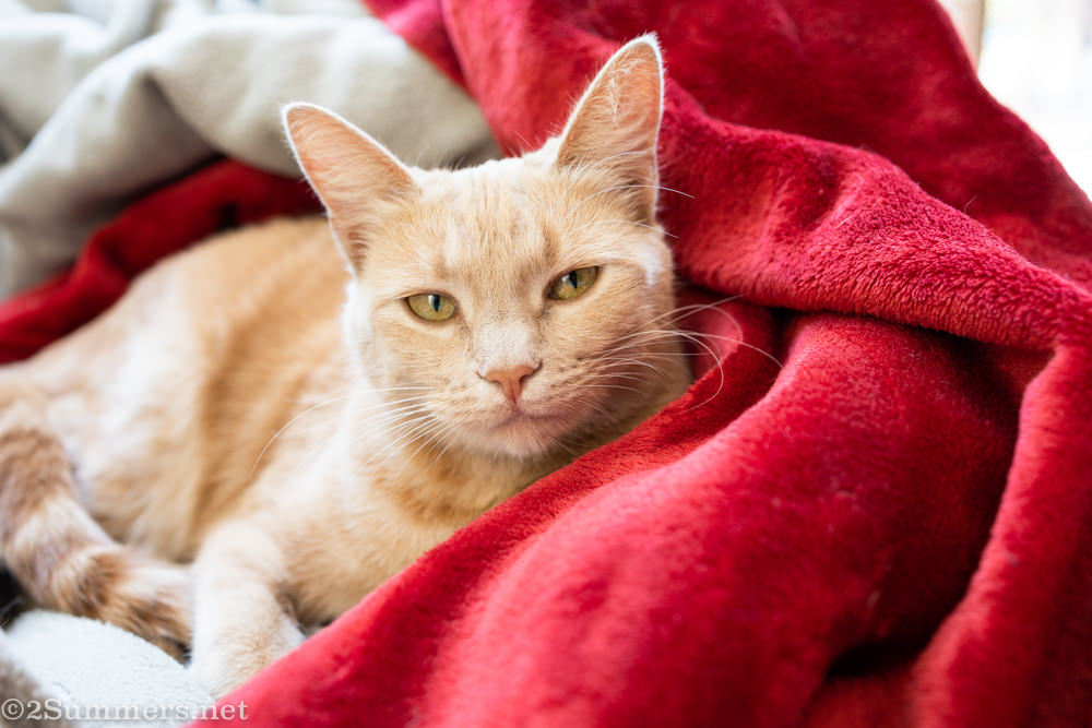 Trixie on blankets