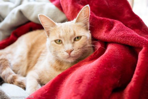 Trixie the cat