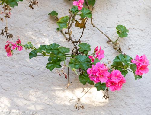 Geraniums