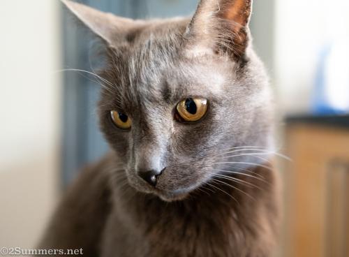 The Melville Cat