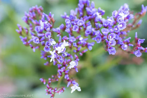 Flowers in the garden
