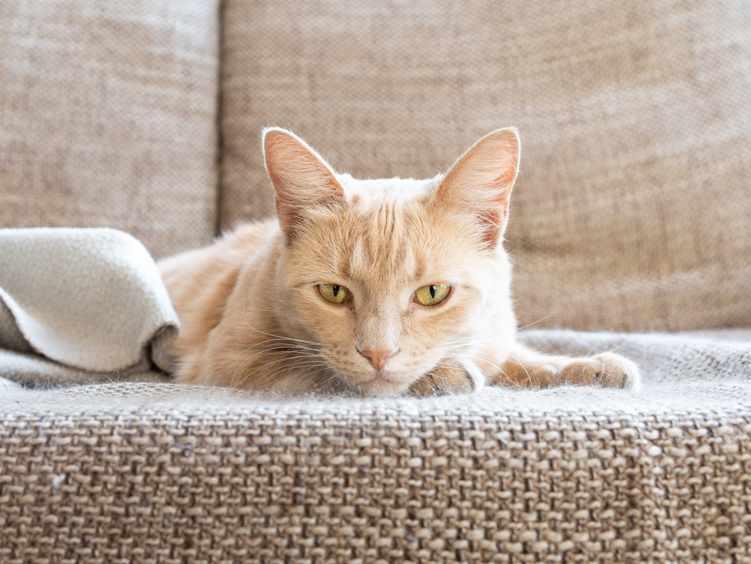 Trixie the cat