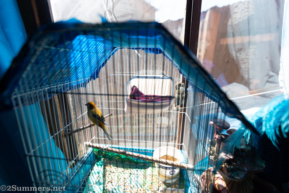 Canary