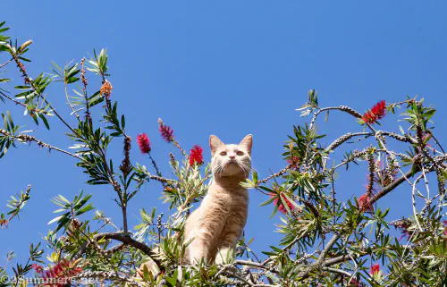 Trixie in the bottlebrush tree