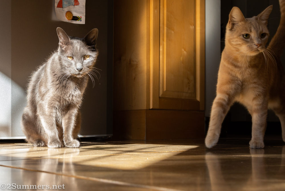 Smokey and Trixie