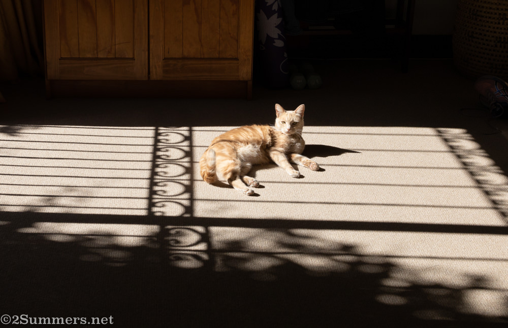Trixie in the sun
