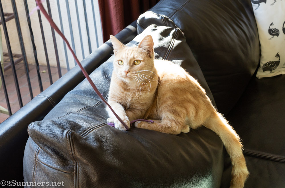 Trixie and a string