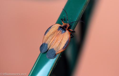 Beetle
