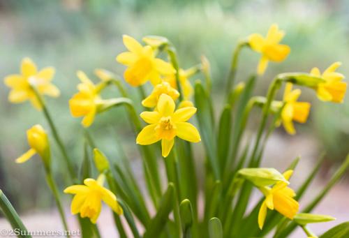 Baby daffodils