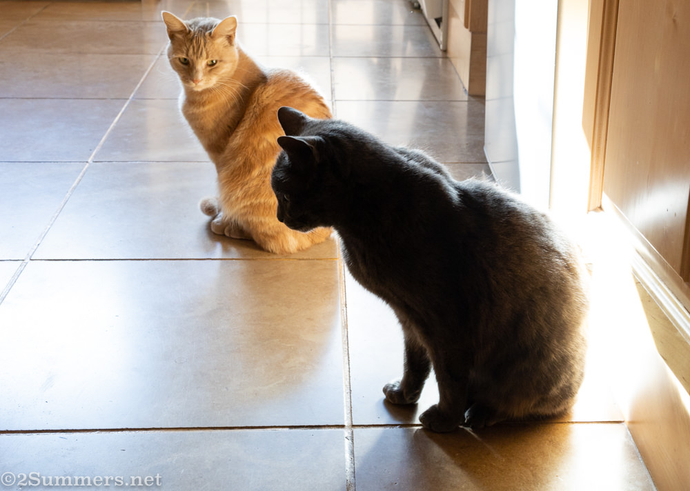 Cats